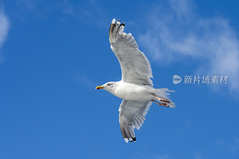 Silbermöwen （Larus argentatus）